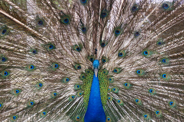 Portrait of beautiful Indian blue peacock with feathers out