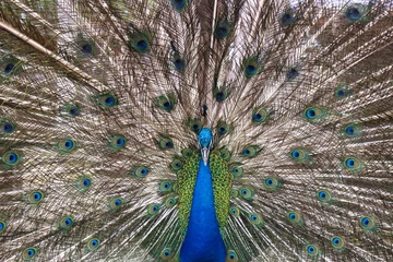 Fotobehang Portrait of beautiful Indian blue peacock with feathers out © Anton
