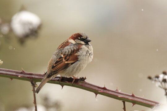 Single male House Sparrow (Passer domesticus) perched on a thorny branch