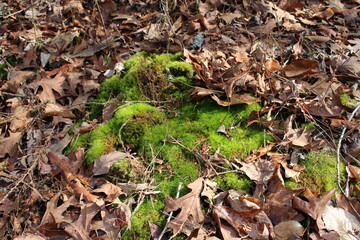 moss patch