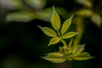 2022-07-17 CLOSE UP OF HIMALAYAN BLACKBERRY LEAVES WITH A BLURRED OUT BACKGROUND ON MERCER ISLAND WASHINGTON