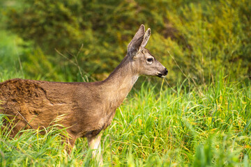 A young California Mule Deer (Odocoileus hemionus californicus) stands on a meadow. 