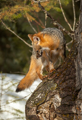 Cross Fox in Winter
