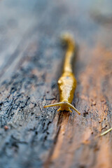 California Banana Slug (Ariolimax californicus) crawling over stump. Selective focus.
