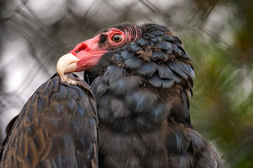 Close-up of Turkey vulture (Cathartes aura) 