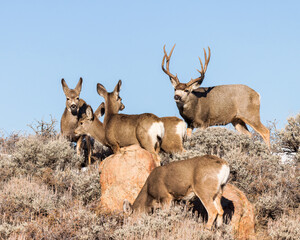 A rutting mule deer buck watches his herd.