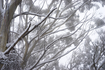 Snow covered trees in Mt Donna Buang, Victoria, Australia