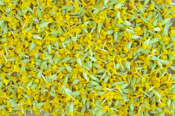 Flower heads and petals of yellow primroses. Collecting and harvesting medicinal herbs and flowers. Drying flowers for making  floral and herbal tea at home