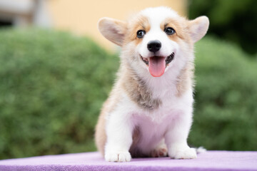 Corgi dog puppy on the table in summer sunny day, close up