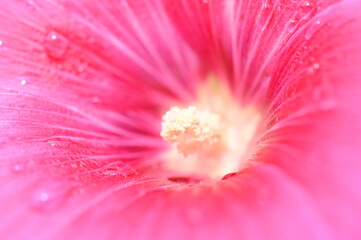 Obraz premium closeup beautiful pink flower, natural background