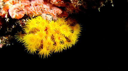 Sunburst coral in Florida