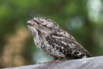 A Frogmouth bird perched on a pipe in the park