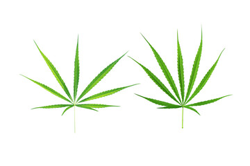 Cannabis leaf, marijuana leaf isolated on white