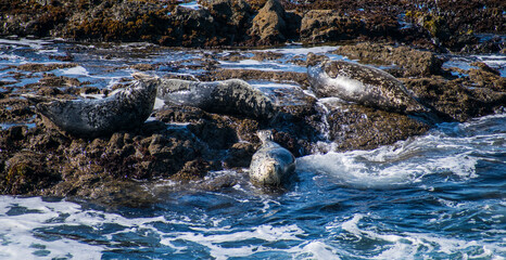 Harbor Seals at Sea Ranch, CA