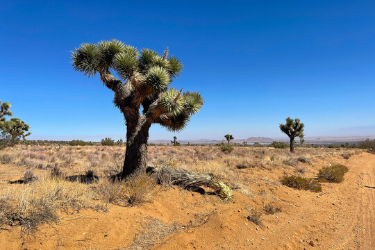 Joshua Trees in Foothills of Tehachapi Mountains, Antelope Valley, California