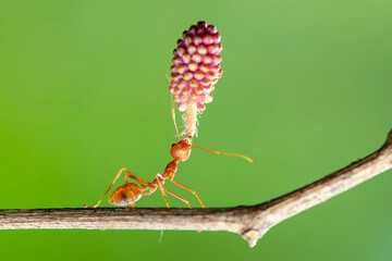 Red ant lifting, Strong Ants, Ant carrying in tropical garden 