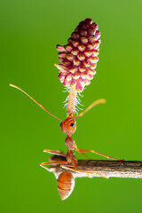 Red ant lifting, Strong Ants, Ant carrying in tropical garden
