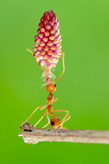 Red ant lifting, Strong Ants, Ant carrying in tropical garden 