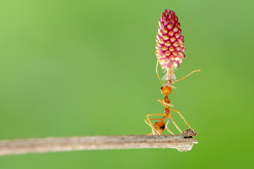 Red ant lifting, Strong Ants, Ant carrying in tropical garden 