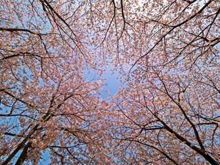 桜満開を見上げる