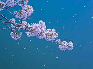 桜と水面