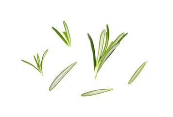 Rosemary isolated on transparent png