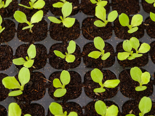 Cultivation of green oak lettuce seedlings in trays  It will take about 7-10 days before planting in the prepared soil.