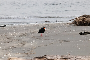 A variable oystercatcher at the Waikanae Reserve, North Island, New Zealand