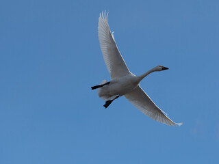 seagull in flight