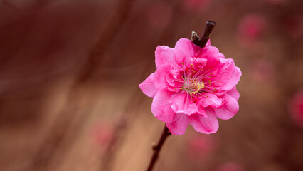 Peach Blossom.  Peach tree with pink flowers