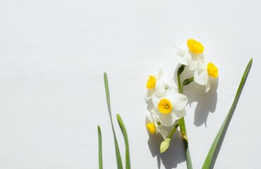 水仙の花のフレーム、日本スイセン、室内の日本水仙、白背景 - obrazy, fototapety, plakaty