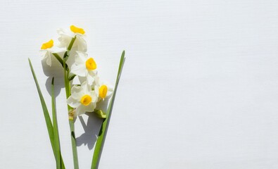 水仙の花のフレーム、日本スイセン、室内の日本水仙、白背景