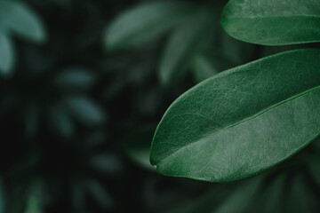 tropical leaves, dark green foliage ,abstract green texture, nature background, tropical leaf	
