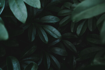 tropical leaves, dark green foliage ,abstract green texture, nature background, tropical leaf