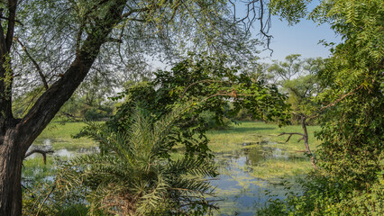 Lush green vegetation in a swampy area. Duckweed on the surface of the water, grass in the meadow. Palm trees and bushes against the blue sky. India. Keoladeo Bird Sanctuary. Bharatpur