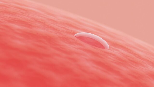 3D rendering animation, close up Drops of oil on skin and absorbed into skin to nourish and repair skin, Computer graphic design for use in skin cream advertisements, beauty skin concept