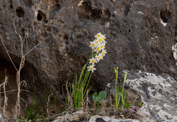 The first  daffodils break through the stone after the first rains in the Carmel forest near Haifa, a city in northern Israel