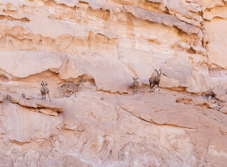 Fantastically  beautiful landscape in the national park Timna, near the city of Eilat, in southern...