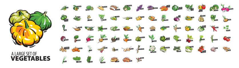 Large vector set of painted vegetables on a white background