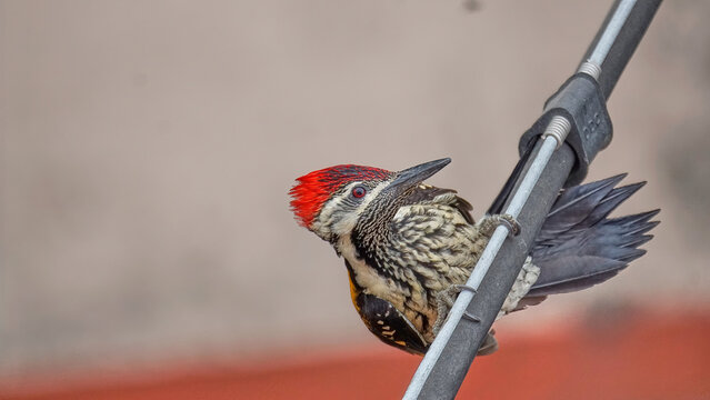 Lesser Flameback woodpecker