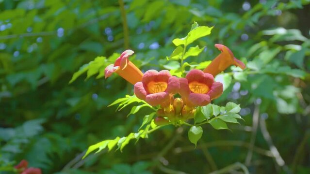Orange campsis flower in the sun on a branch
