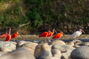 flamingos  in Venezuela