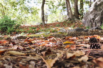 autumn leaves on the ground