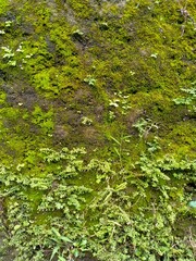 green moss on the stone