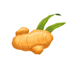 ginger food cartoon. root fresh, ingredient plant, spice vegetable, asian healthy, herb ginger food vector illustration