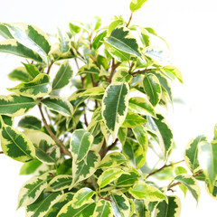 観葉植物、フィカス・ベンジャミナ・ラブリーの葉【白背景】