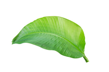 Fototapeta premium tropical banana leaf texture in garden, abstract green leaf, large palm foliage nature. banana leaf isolated on white background,