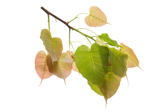 Bodhi leaves isolated on White background or Peepal Leaf from the Bodhi tree,