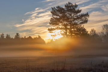 Fototapeta na wymiar Bäume in einer morgendlichen Heidelandschaft bei Sonnenaufgang.