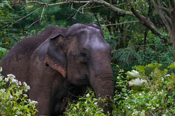 Asian wild Elephant standing in a forest